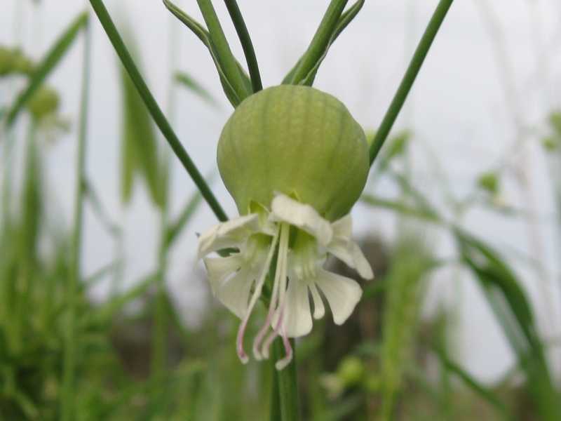 Silene vulgaris s.l.